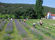 Berba lavande 